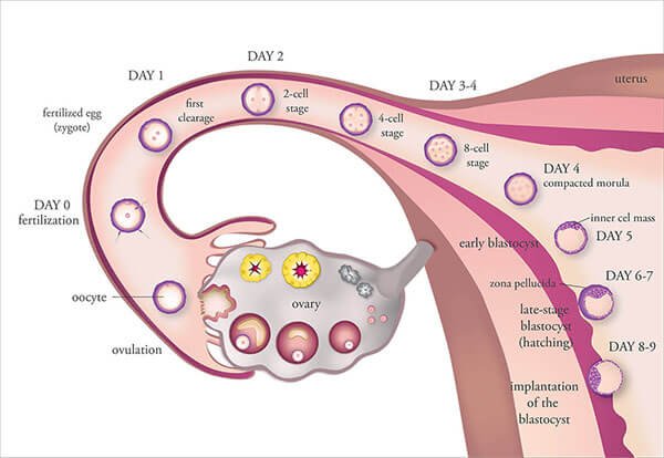 ovulation induction